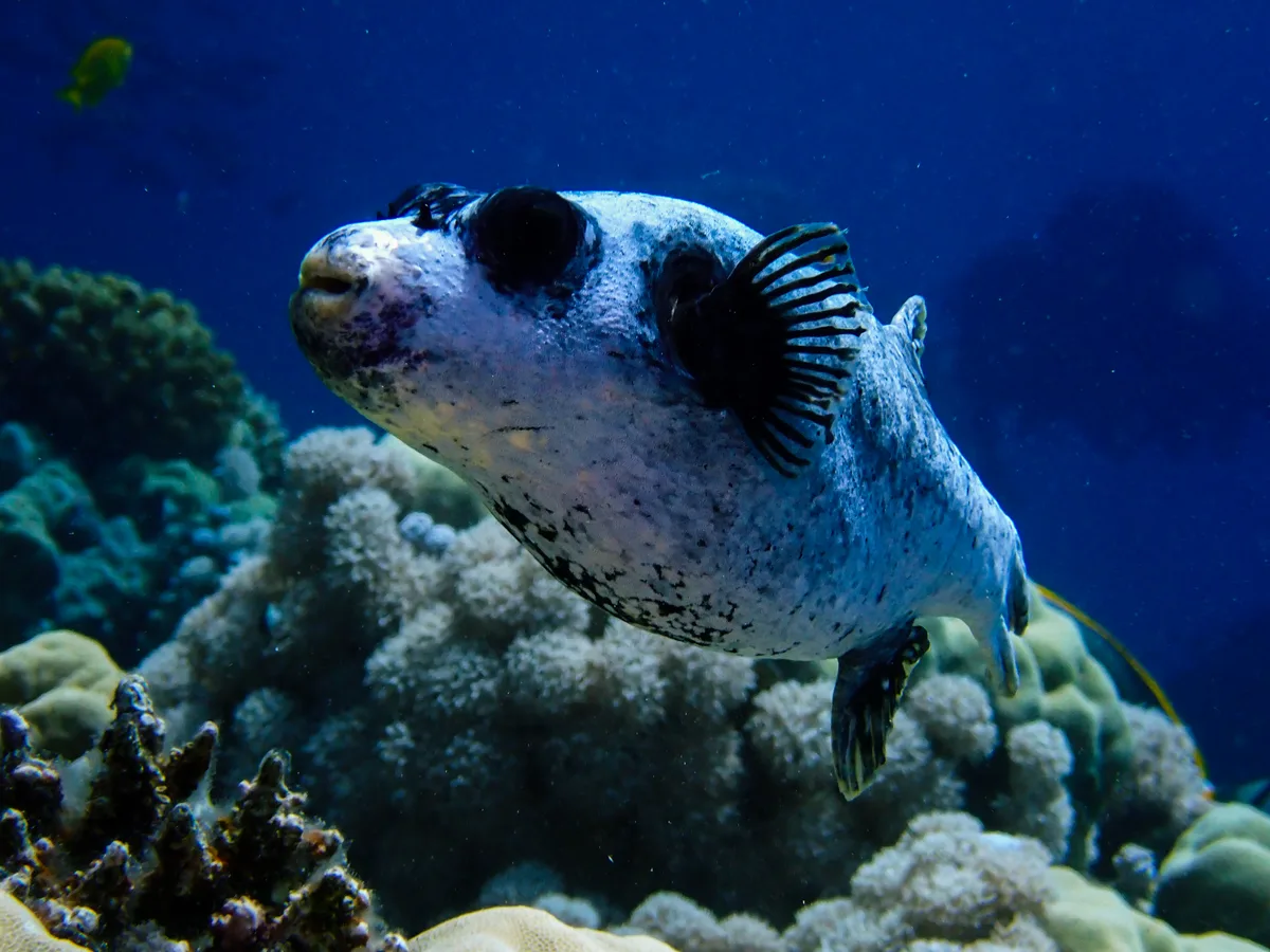 Masked puffer