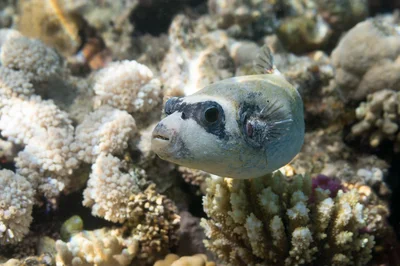 Arothron diadematus