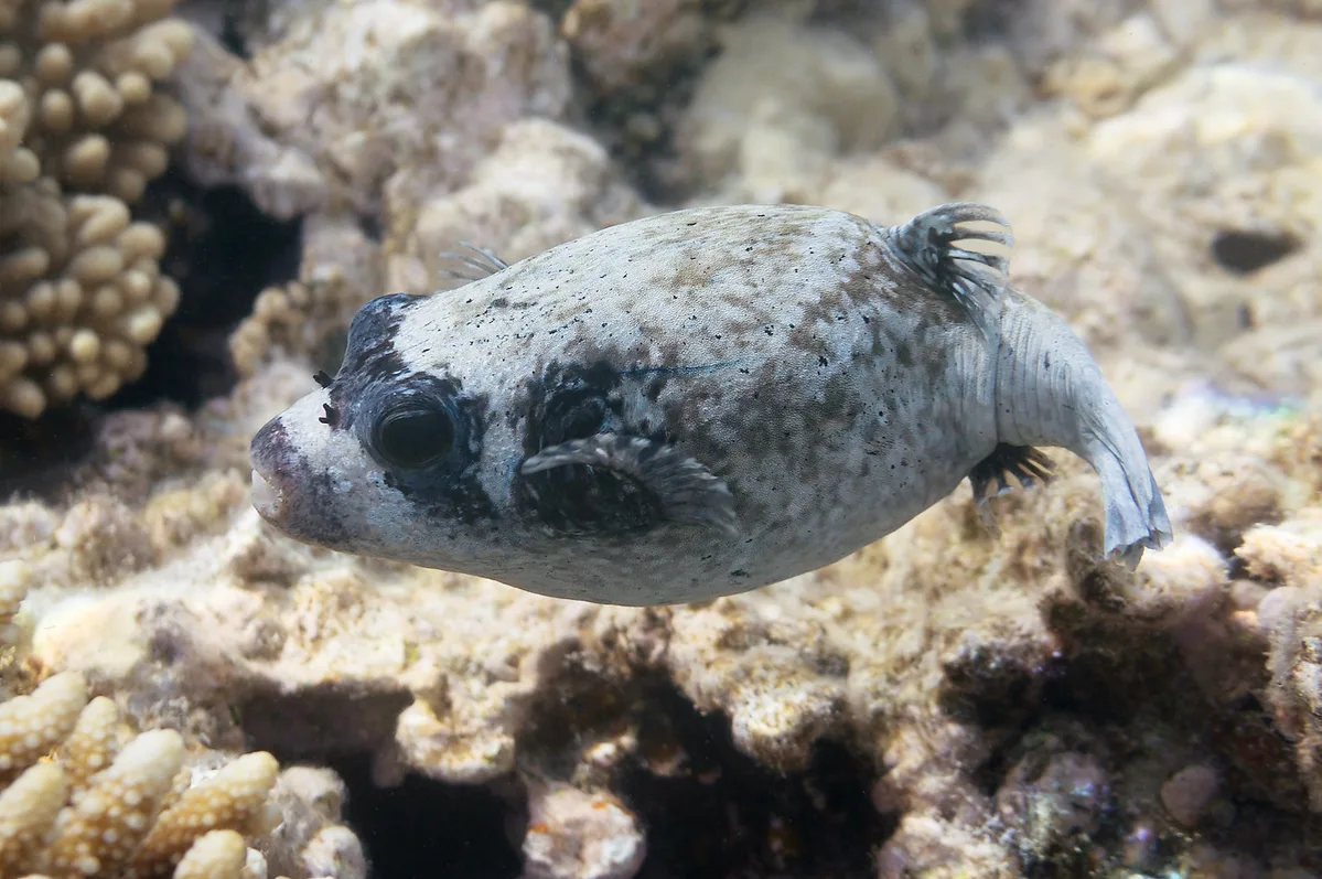 Arothron diadematus