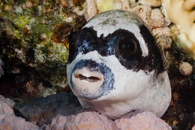 Masked puffer - Arothron diadematus