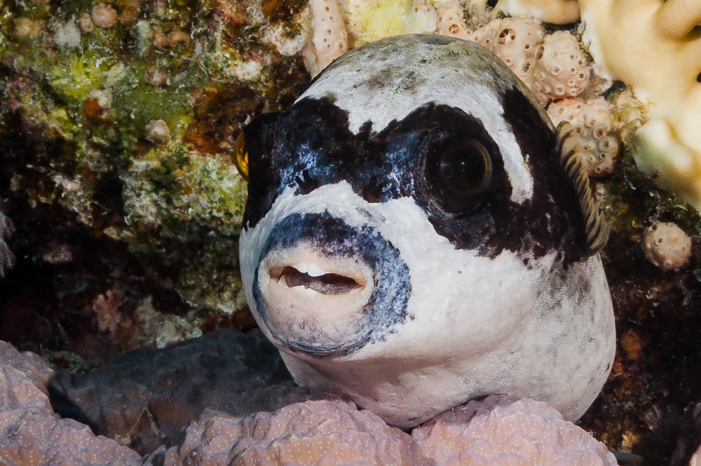 Masked puffer - Arothron diadematus