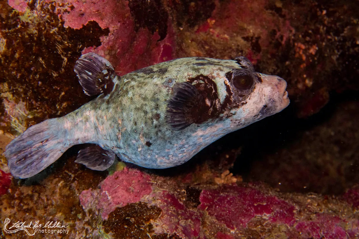 Arothron diadematus (Masked Puffer)