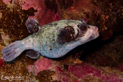 Arothron diadematus (Masked Puffer)