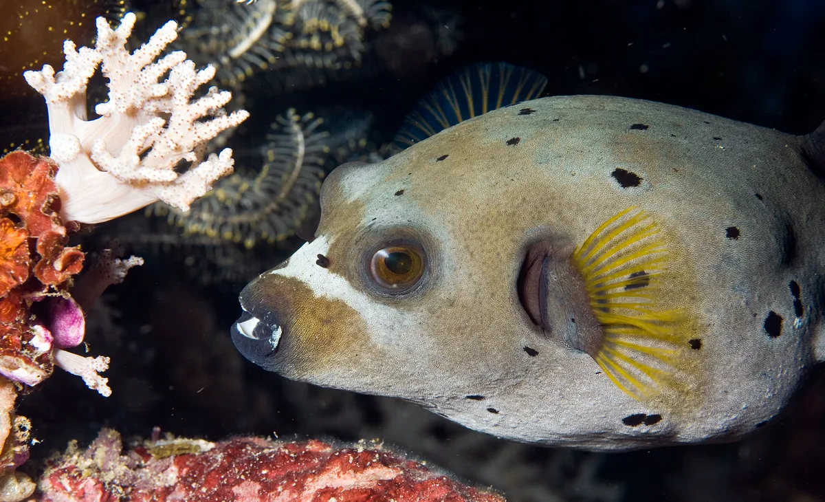 Masked puffer (Arothron diadematus)