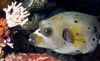 Masked puffer (Arothron diadematus)