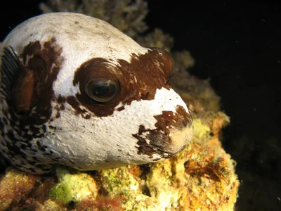 Masked Pufferfish - Arothron diadematus