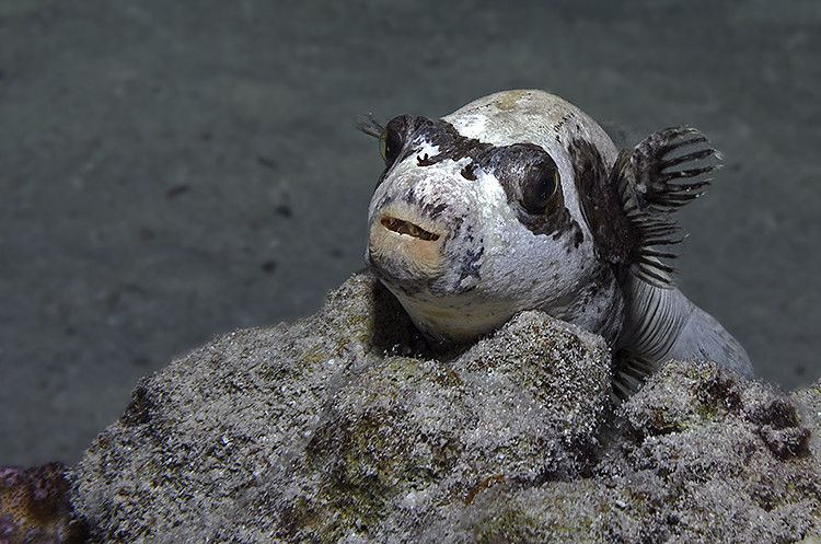 Maskenkugelfisch (Arothron diadematus)