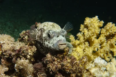 Masked Puffer (Arothron diadematus)