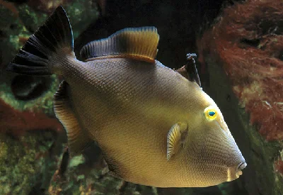 Masked Triggerfish