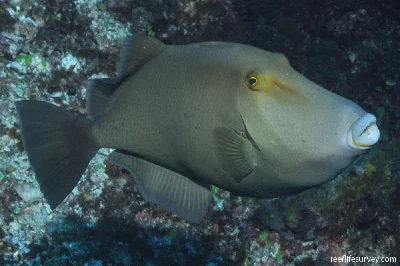 Masked Triggerfish