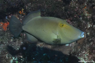 Masked Triggerfish