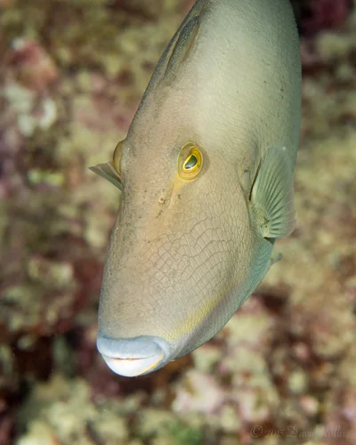 Bridled triggerfish (Sufflamen fraenatum)