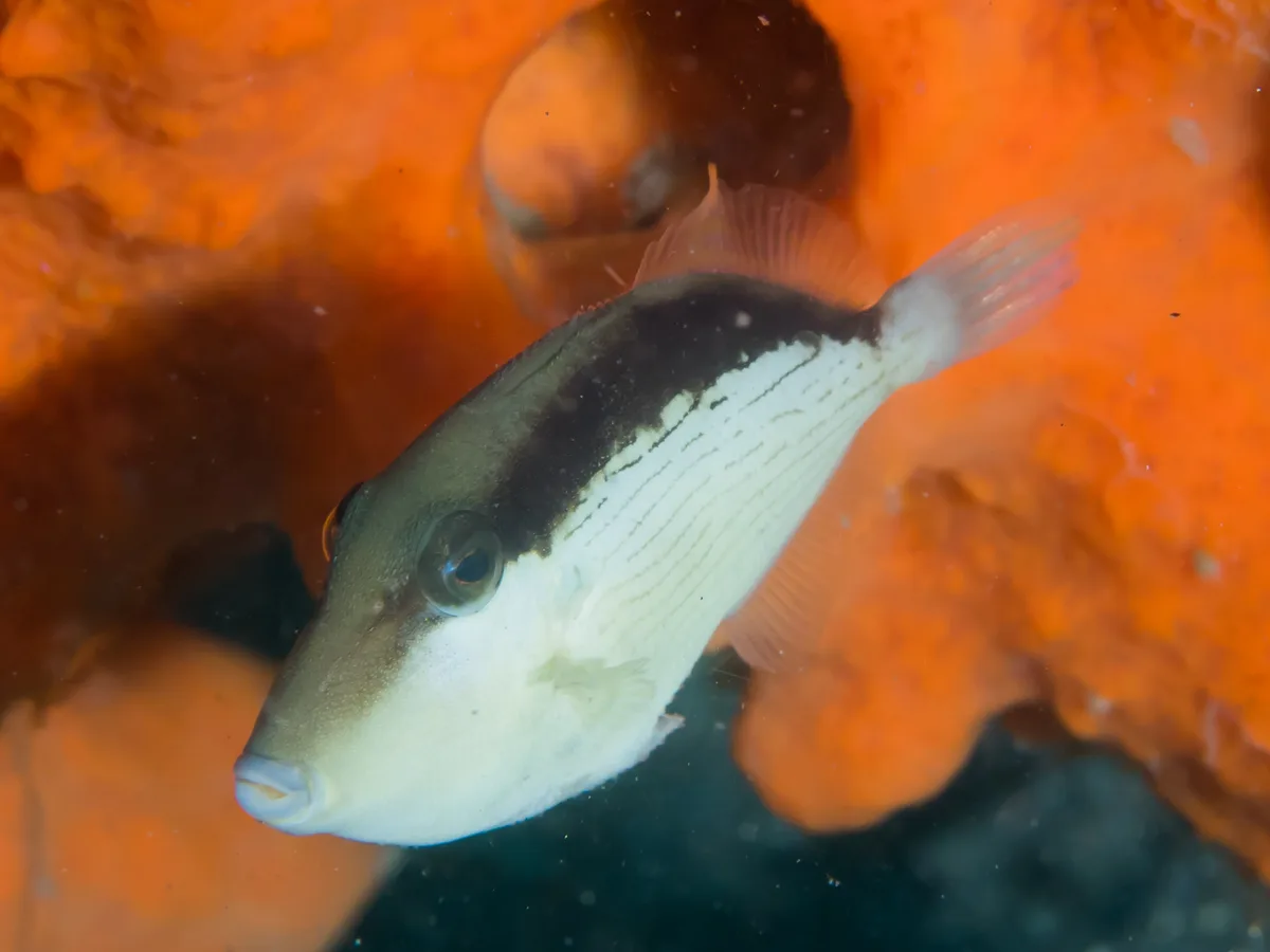 Masked triggerfish (Sufflamen fraenatum)