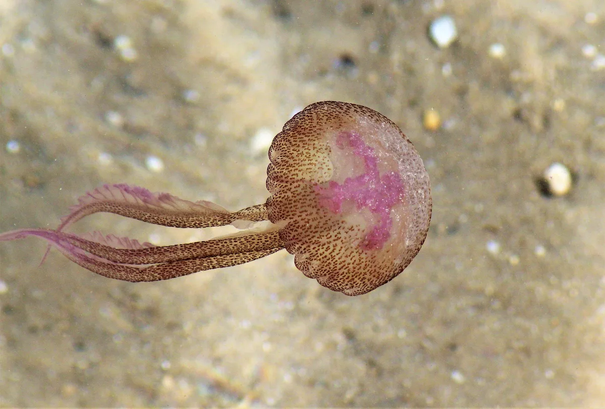 pelagia noctiluca