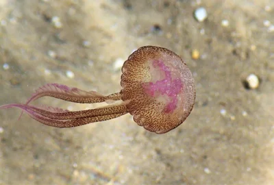 pelagia noctiluca