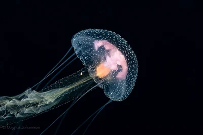 Pelagia noctiluca