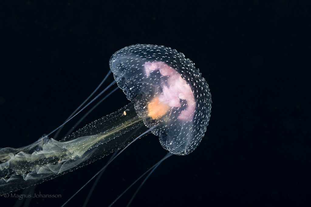 Pelagia noctiluca