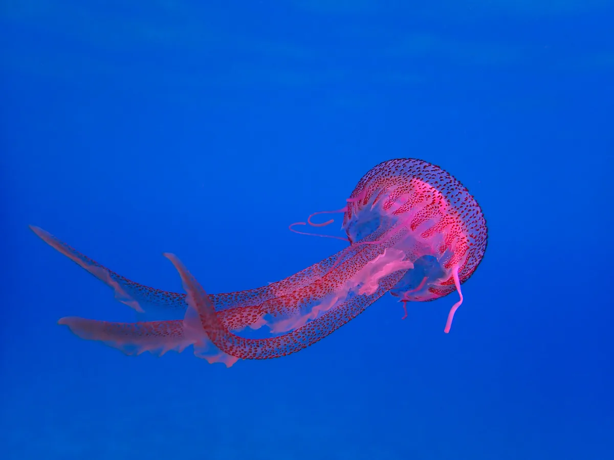 Roaming jelly fish