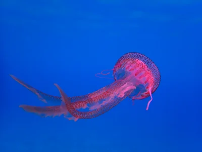 Roaming jelly fish