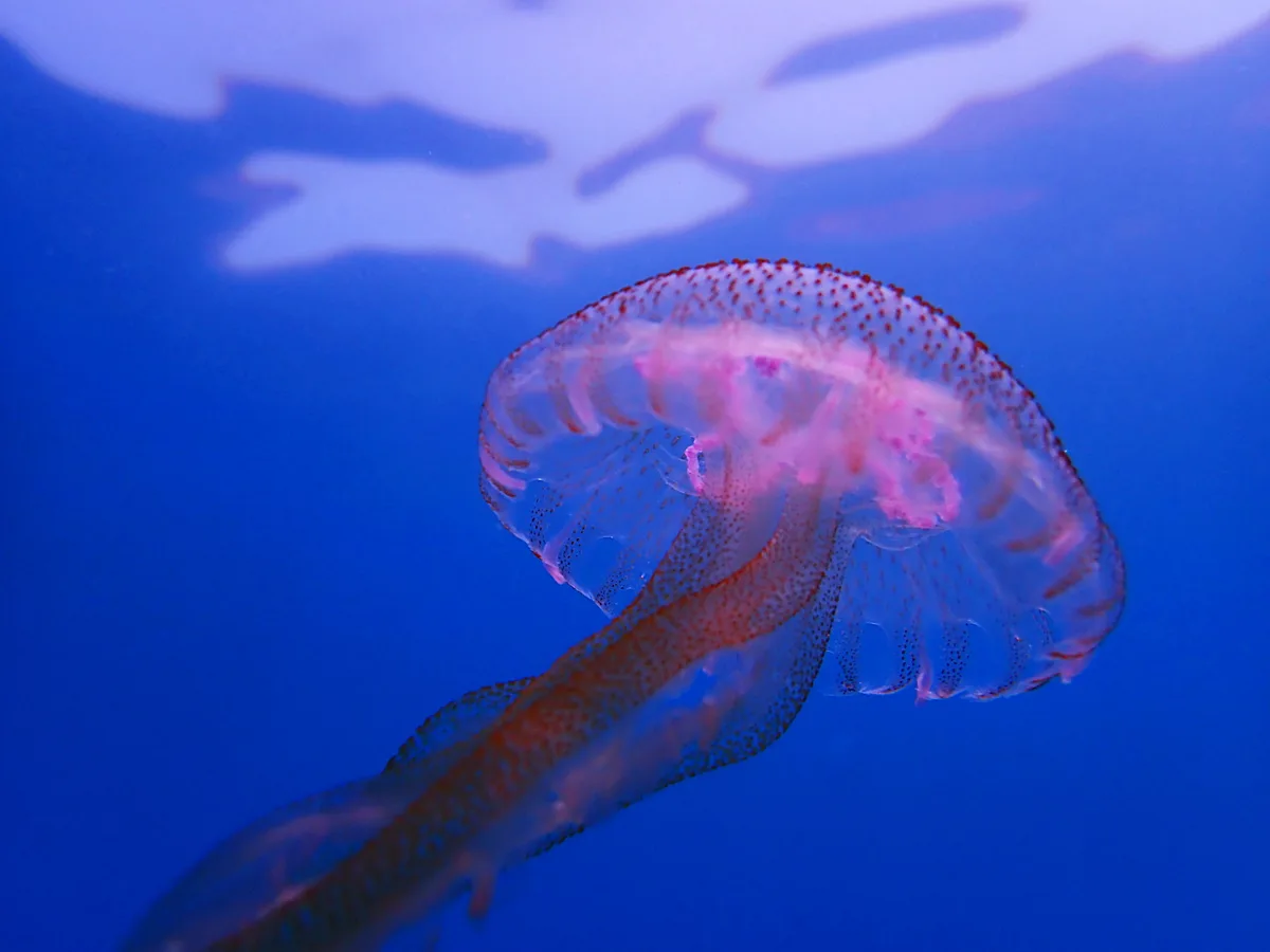 Jelly fish