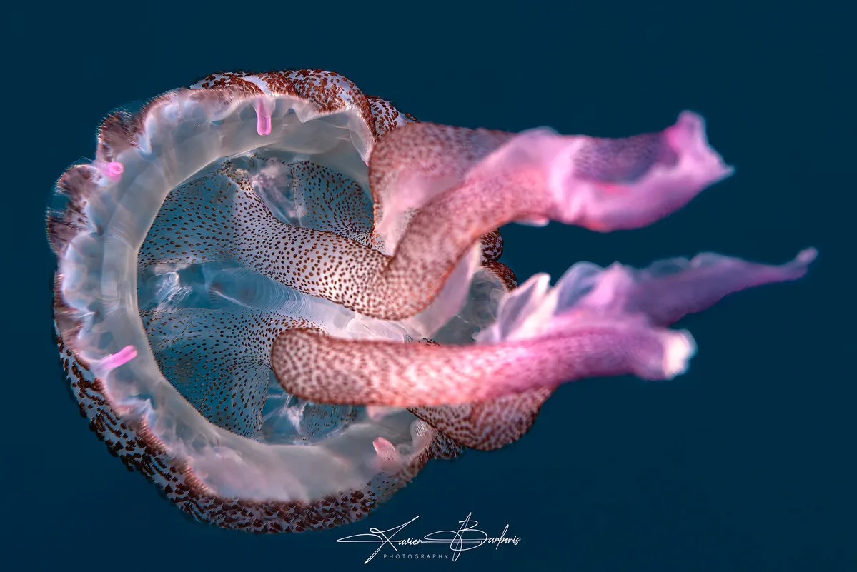 Pelagia noctiluca