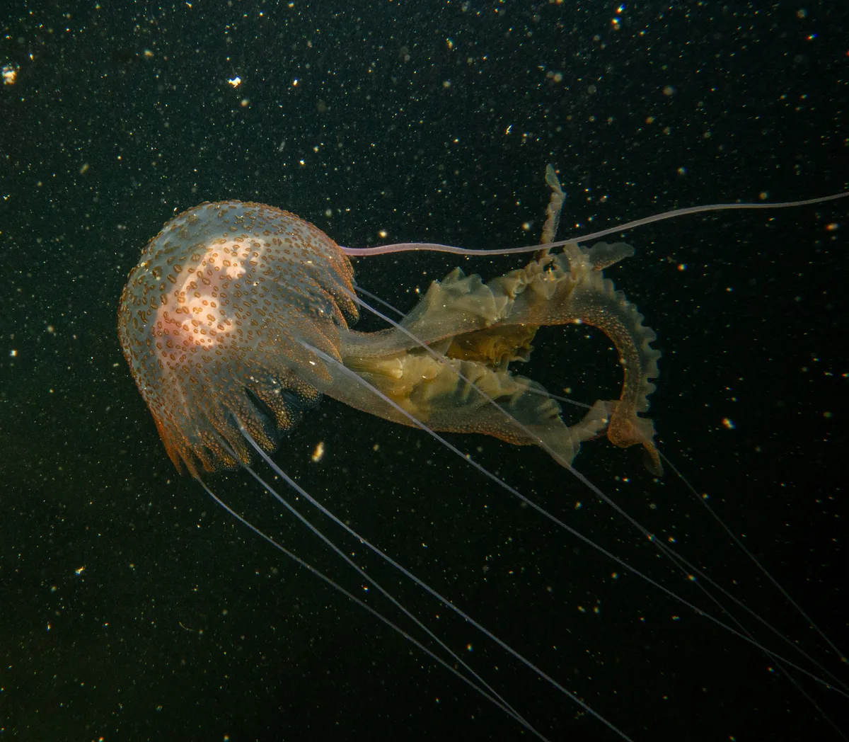 Pelagia noctiluca - Zetland Pier, Co. Cork, Ireland