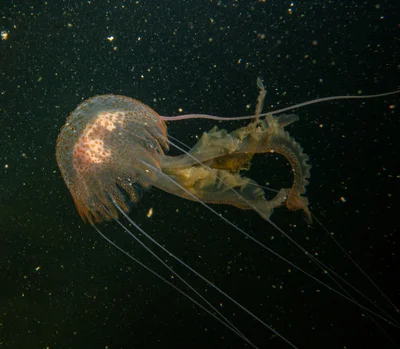 Pelagia noctiluca - Zetland Pier, Co. Cork, Ireland