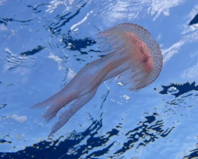 Pelagia noctiluca - Cap del Creus, Gérone, Espagne
