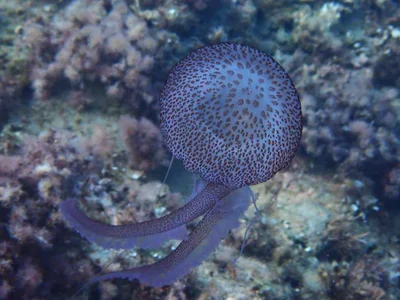Pelagia noctiluca - 07160 Peguera, Illes Balears, España