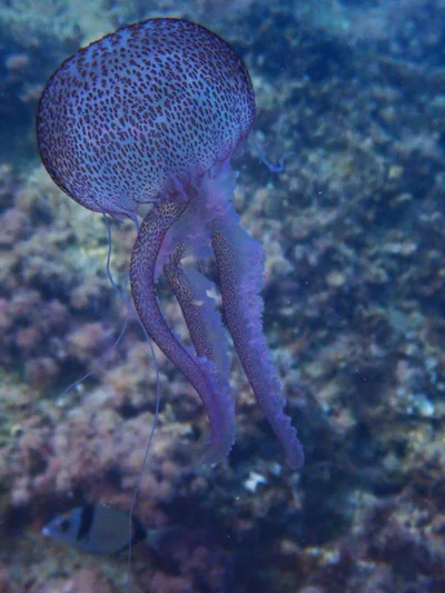 Pelagia noctiluca - 07160 Peguera, Illes Balears, España