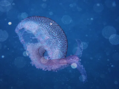 Pelagia noctiluca - 07160 Peguera, Illes Balears, España
