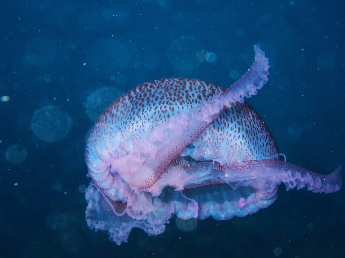 Pelagia noctiluca - 07160 Peguera, Illes Balears, España