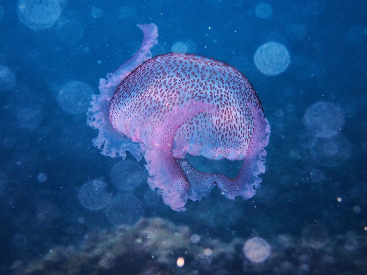 Pelagia noctiluca - 07160 Peguera, Illes Balears, España