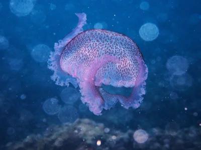 Pelagia noctiluca - 07160 Peguera, Illes Balears, España
