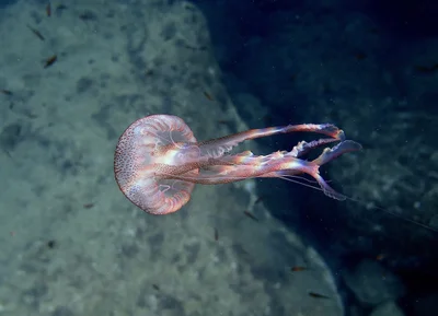 Pelagia noctiluca - Via Cavazzini, Porto Venere, IT