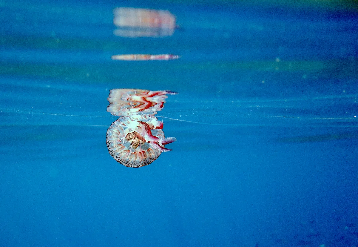 Pelagia noctiluca - Via Cavazzini, Porto Venere, IT