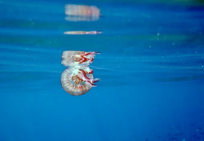 Pelagia noctiluca - Via Cavazzini, Porto Venere, IT