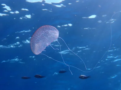 Pelagia noctiluca - Les Moyades