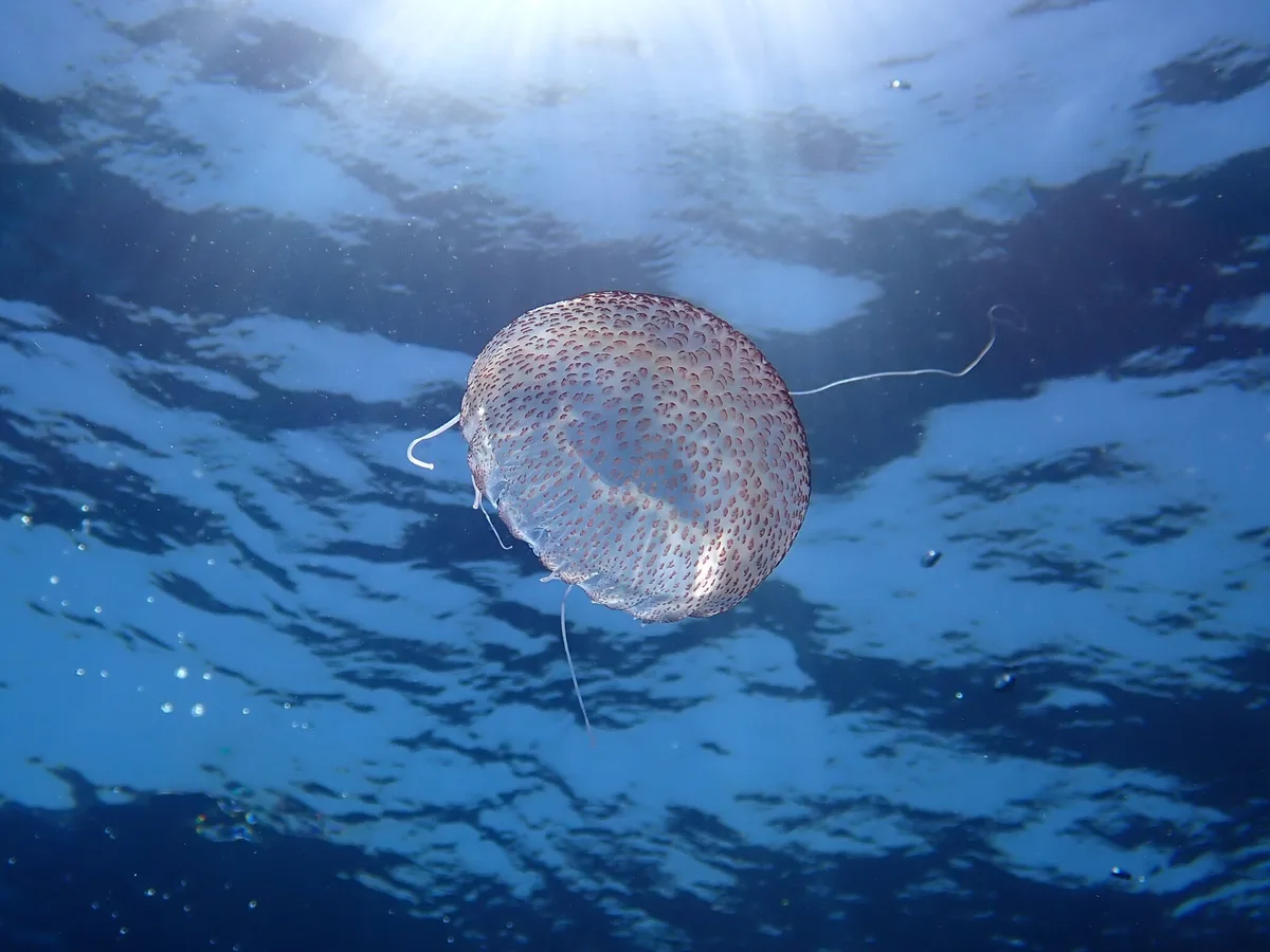 Pelagia noctiluca - Les Moyades