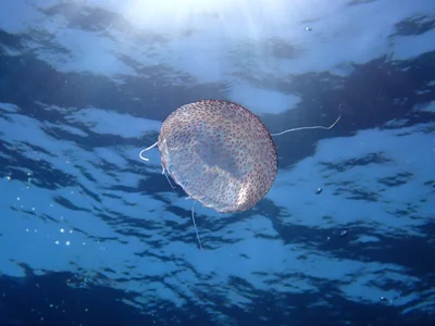Pelagia noctiluca - Les Moyades