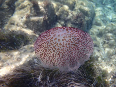 Pelagia noctiluca - France