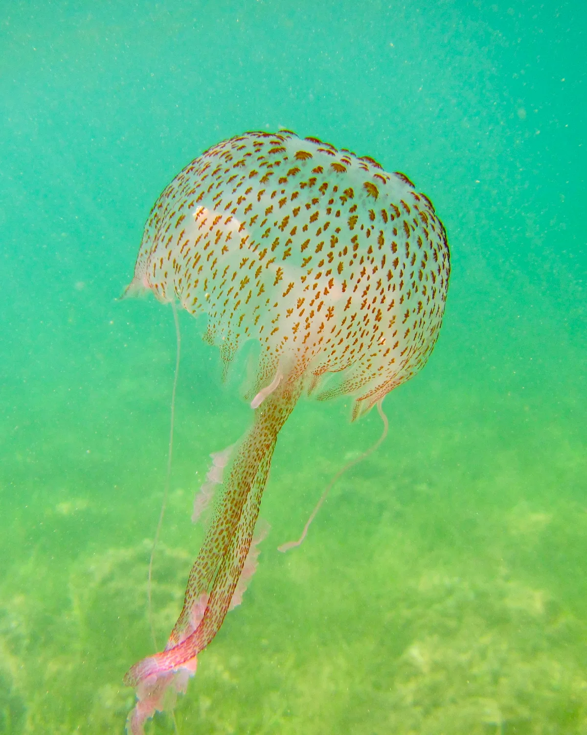 Pelagia noctiluca - Badia de Portmany, Sant Josep de Sa Talaia, ES