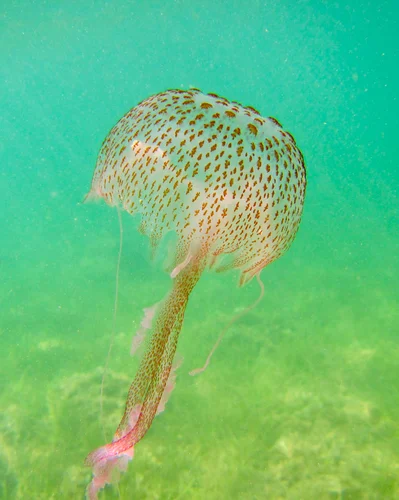 Pelagia noctiluca - Badia de Portmany, Sant Josep de Sa Talaia, ES