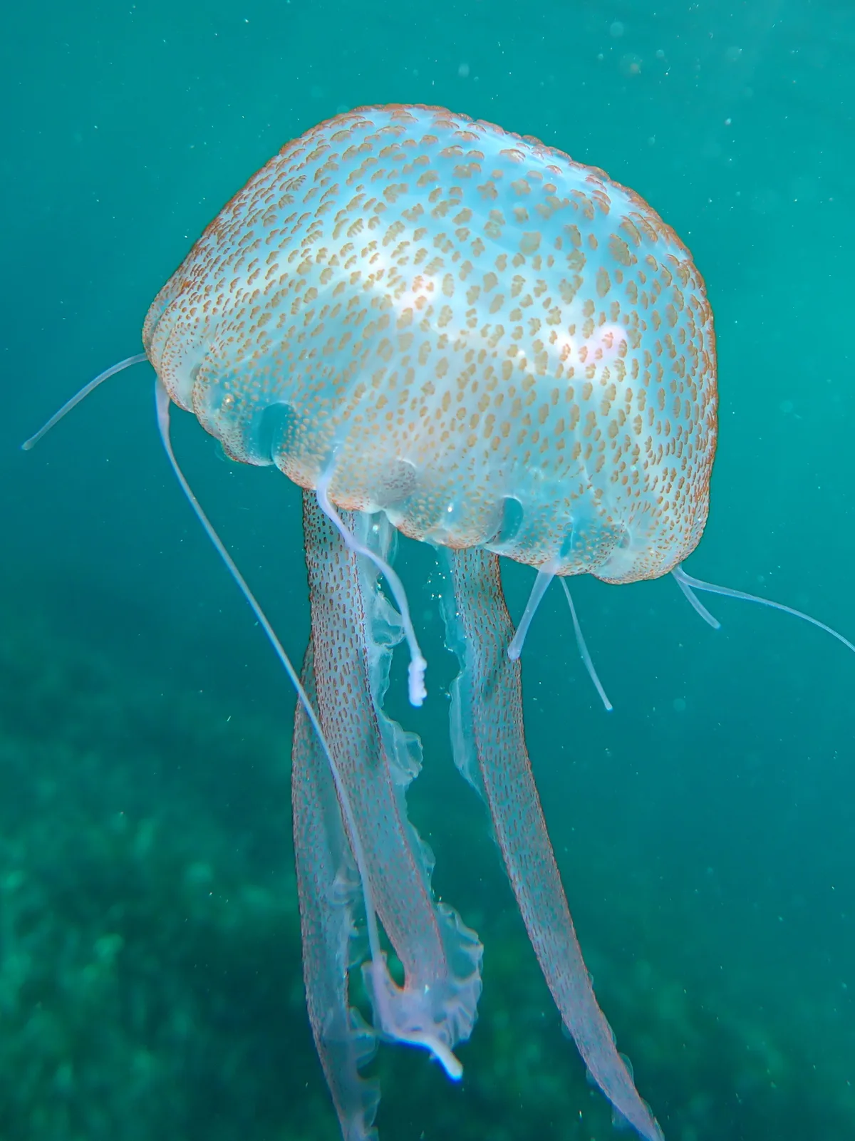 Pelagia noctiluca - Alpes-Maritimes, Provence-Alpes-Côte d'Azur, FR