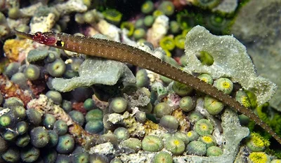 Max Weber’s Pipefish