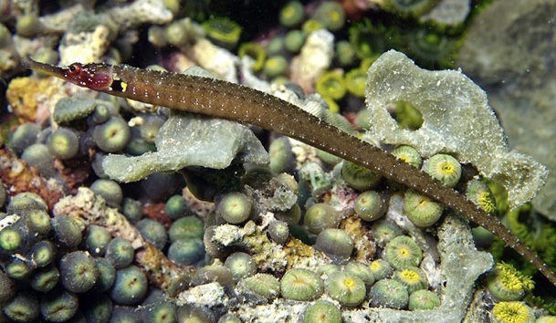 Max Weber’s Pipefish