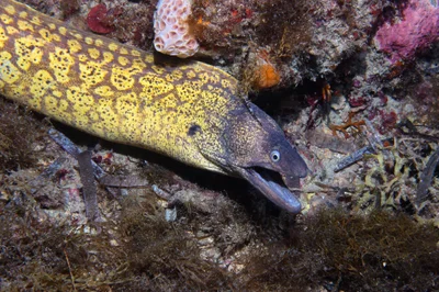 muréne Muraena helena