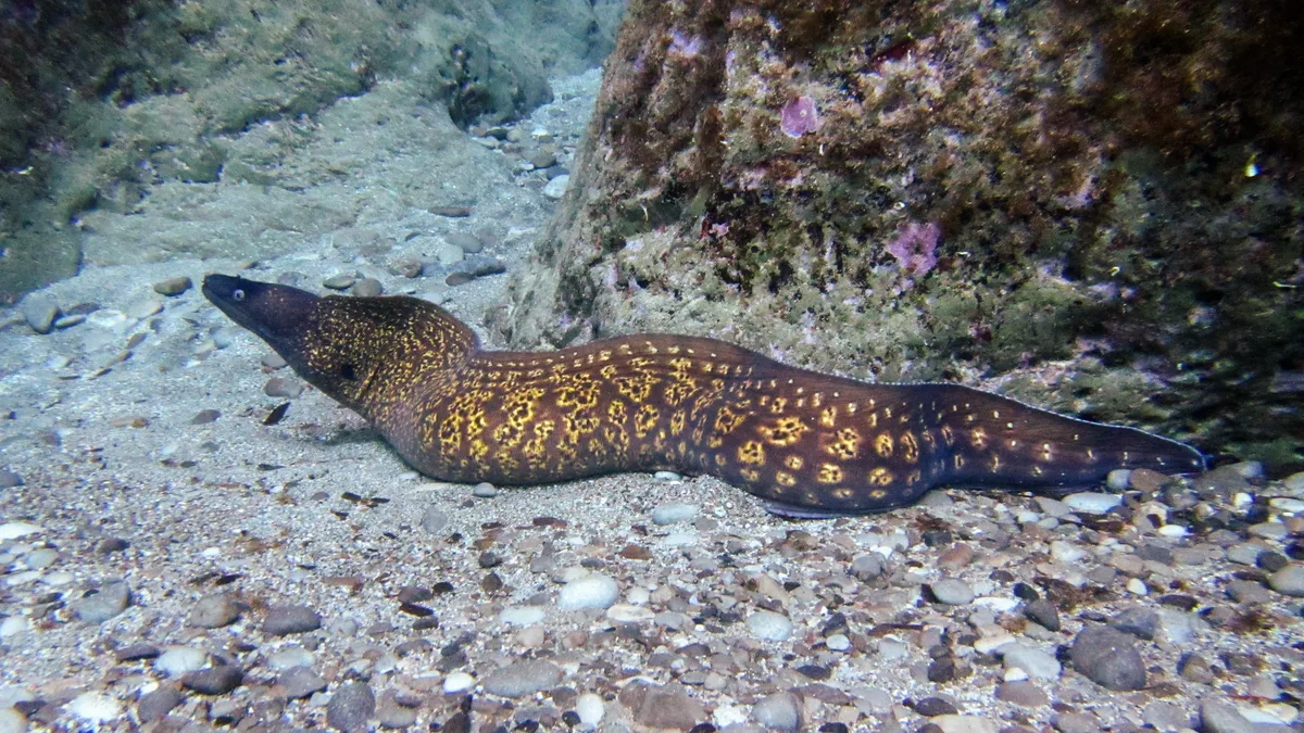 Muraena helena