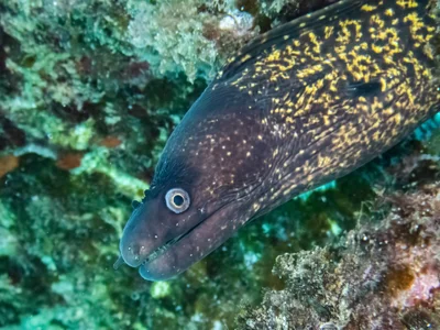 Muraena helena
