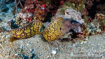 Muraena helena